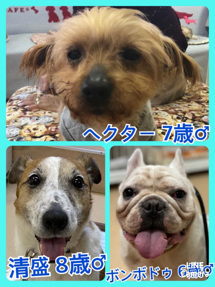 🐾今日の里親様募集中ワンコ🐶＆ニャンコ🐱メンバーです🐾2021,5,12